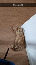 Nieuw huisje gezocht 3 jarige kater, Dieren en Toebehoren, Kater, Gechipt, 3 tot 5 jaar
