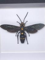 insekt Megacolia Procer, Nieuw, Opgezet dier, Ophalen of Verzenden, Insect