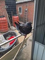 kingduiven, Dieren en Toebehoren, Vogels | Duiven, Meerdere dieren