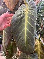 Philodendron Melanochrysum – 250cm grote klimmer, Huis en Inrichting, Kamerplanten, Ophalen, Halfschaduw, 200 cm of meer