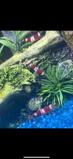 Crystal red garnalen