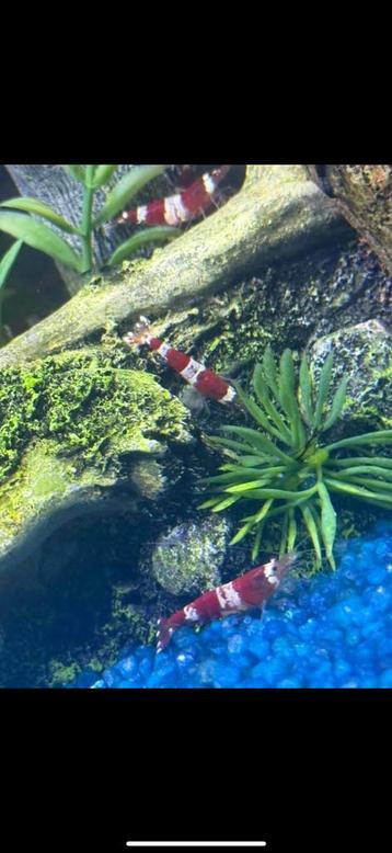 Crystal red garnalen beschikbaar voor biedingen