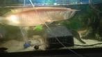 Arowana albinos, Dieren en Toebehoren, Vissen | Aquariumvissen, Vis, Zoetwatervis