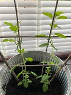 Tulsi Plantjes - 6 stuks 30 cm hoog 3euro per stuk, Volle zon, Eenjarig, Ophalen of Verzenden, Kruiden