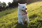 Mooie lieve Akita, 6 jaar of ouder, België, Particulier, Reu