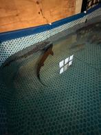 Diamant Steur tekoop, Steur