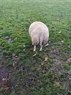 Schapen, Dieren en Toebehoren, Mannelijk, Schaap