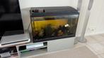 Aquarium, Dieren en Toebehoren, Ophalen of Verzenden, Gebruikt, Gevuld zoetwateraquarium
