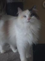 Siberische boskat, Poes, Gechipt
