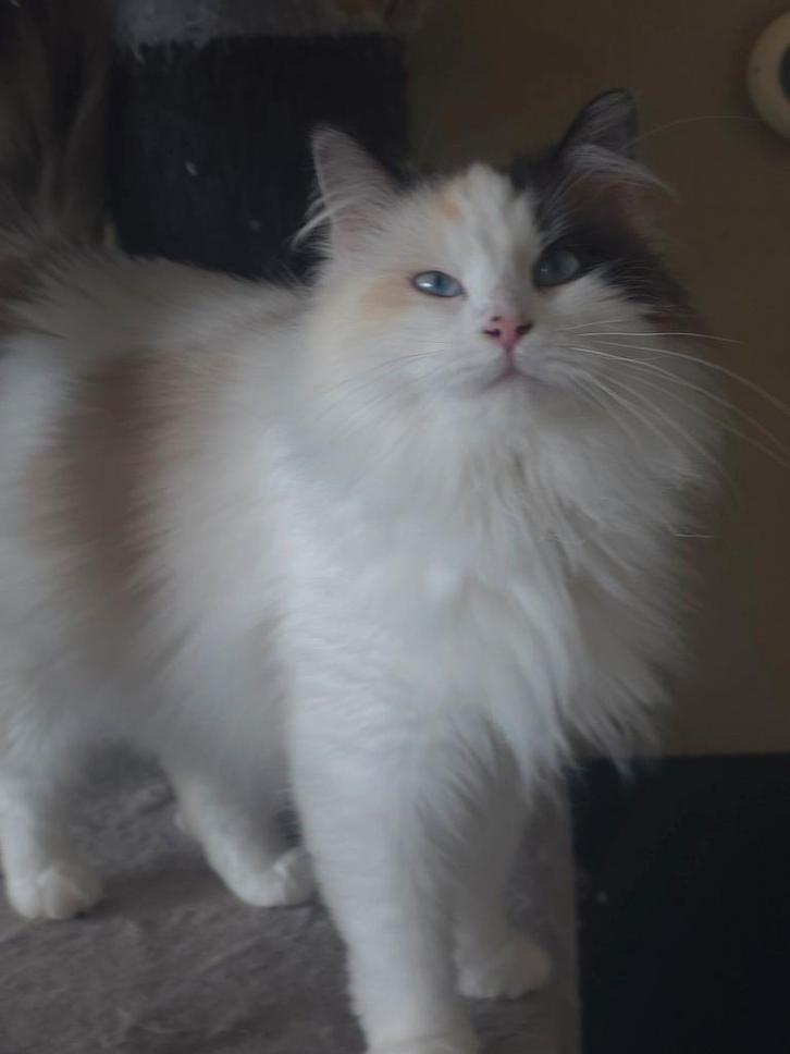 Siberische boskat, Dieren en Toebehoren, Katten en Kittens | Raskatten | Langhaar, Poes, Gechipt
