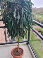 Kunstplant, Overige soorten, 100 tot 250 cm, Zomer, Ophalen