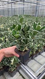 Euonymus japonicus Kathy - witbont - 9cm pot Vaste plant, Tuin en Terras, Ophalen of Verzenden, Overige soorten, Volle zon