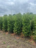 Coniferen haagplanten thuja Brabant, Tuin en Terras, Planten | Struiken en Hagen, Ophalen, Conifeer, 100 tot 250 cm