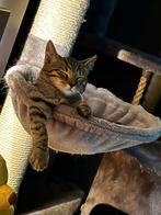 Katertje Billy, Kater