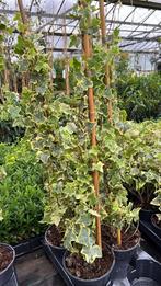 Hedera helix Goldchild 80/100 en 100/125 cm veel ranken, Overige soorten, Ophalen of Verzenden, 100 tot 250 cm