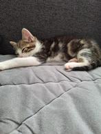Kitten, Kater, Ontwormd, 0 tot 2 jaar