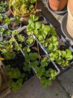Aardbei  plantjes, Tuin en Terras, Planten | Tuinplanten, Ophalen of Verzenden, Eenjarig, Groenteplanten, Volle zon