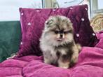 Merle Pomeriaan/Pomeranian Teefje Binnenkort in NL, Keeshond, 15 weken tot 1 jaar, Buitenland, Teef