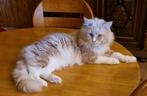 Maine coon dekkater, Dieren en Toebehoren, Katten en Kittens | Raskatten | Langhaar, Kater, Ontwormd, 6 jaar of ouder