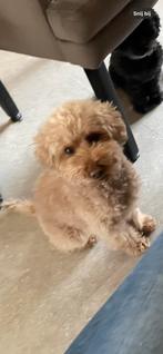 Bibi vermist dwergpoedel abrikoos teefje poedel, Dieren en Toebehoren