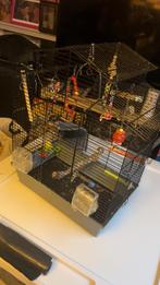 Parkieten kooi, Dieren en Toebehoren, Ophalen, Metaal, Vogelkooi