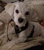 Maltese Puppy Reu, Met Paspoort + Complete Uitrusting, 15 weken tot 1 jaar, Reu, Eén hond, Nederland