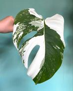 Topkwaliteit, superwitte Monstera Albo Variegata stek / mint, Ophalen, Overige soorten, Minder dan 100 cm