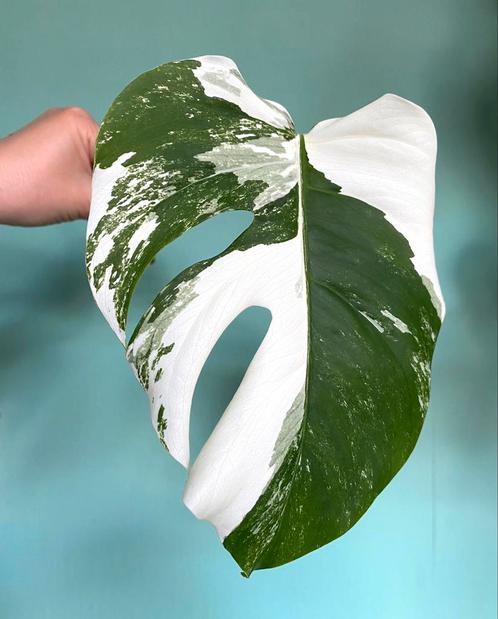 Topkwaliteit, superwitte Monstera Albo Variegata stek / mint, Huis en Inrichting, Kamerplanten, Overige soorten, Minder dan 100 cm