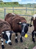 Koppel bonte schapen bestaande uit 4 ooien, Vrouwelijk, Schaap
