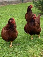 Broedeieren Rhode island red, Dieren en Toebehoren, Kip, Meerdere dieren