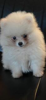 Mini Pomeriaan pup, Dieren en Toebehoren, Honden | Chihuahua's en Gezelschapshonden, Reu, Eén hond, Nederland, Particulier