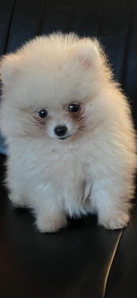 Mini Pomeriaan pup, Dieren en Toebehoren, Honden | Chihuahua's en Gezelschapshonden, Reu, Particulier, Eén hond, Nederland, 8 tot 15 weken