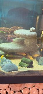 Malawi Cichliden, Dieren en Toebehoren, Vissen | Aquariumvissen, Vis