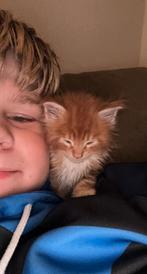 Mainecoon kittens, Dieren en Toebehoren, Ontwormd