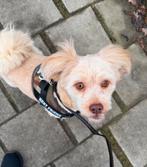 Boomer x Pomeriaan, 2,5 jaar oud, gecastreerd, 1 tot 2 jaar, Parvo, Eén hond, Nederland