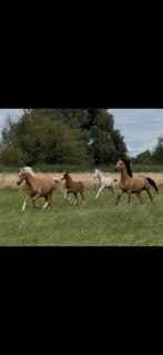 2 zeer interessant gefokte merrie veulens, Dieren en Toebehoren, Pony's, Merrie, Recreatiepony, 0 tot 2 jaar