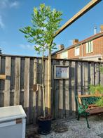 BOOM , GEWONE ES , FRAXINUS EXCELSIOR, Overige soorten, Lente, 100 tot 250 cm, Ophalen