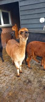 ALPACA, Dieren en Toebehoren, Overige Dieren, Mei, Vrouwelijk