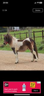 Tekoop bruinbonte merrie jaarling, Merrie