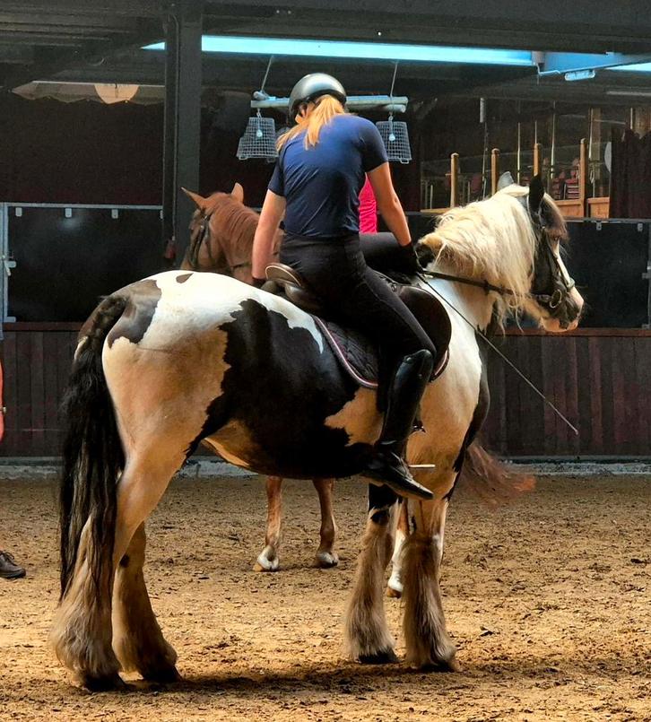 Bijrijdpaard/Verzorgpaard gezocht omgeving Leek, Dieren en Toebehoren, Paarden en Pony's | Overige Paardenspullen, Ophalen of Verzenden