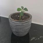 Madagascar jewel jong plantje, Ophalen of Verzenden, Overige soorten, Minder dan 100 cm