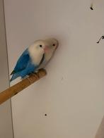 Prachtig koppel Ficheries vioet x Blauw, Dieren en Toebehoren, Vogels | Parkieten en Papegaaien, Meerdere dieren, Parkiet