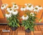 Echinacea. (Zonnehoed) 50 cm, Ophalen, Overige soorten