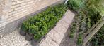 Euonymus Japonicus Green Spire, Vaste plant, Bloeit niet, Halfschaduw, Ophalen