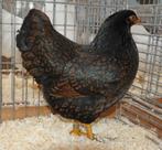 Barnevelder krielen dubbelgezoomd en zwart, Meerdere dieren, Kip
