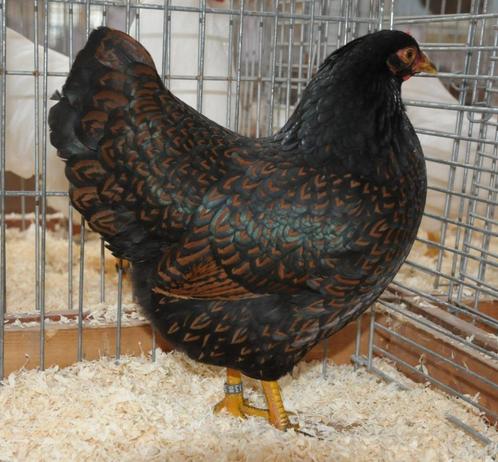Barnevelder krielen dubbelgezoomd en zwart, Dieren en Toebehoren, Pluimvee, Kip, Meerdere dieren