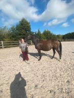 Verzorgpony of paard gezocht, Dieren en Toebehoren, Ophalen