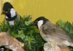2x witoorbuulbuul, Dieren en Toebehoren, Meerdere dieren