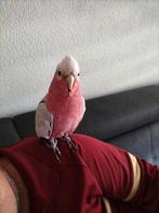 Roze kakatoe papegaai., Dieren en Toebehoren, Vogels | Parkieten en Papegaaien, Mannelijk, Papegaai, Pratend
