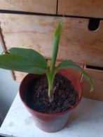 Bananenplant banaan musa, Tuin en Terras, Planten | Tuinplanten, Ophalen, Zomer